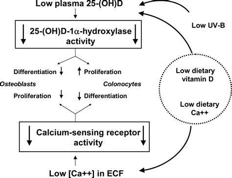Vitamin D and Calcium Insufficiency-Related Chronic Diseases: an ...