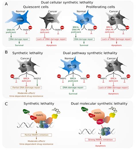 RAD52 as a Potential Target for Synthetic Lethality-Based Anticancer ...