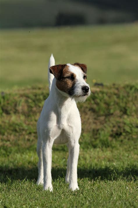 mâle parson | Jack russell terrier, Jack russell dogs, Cute dogs breeds