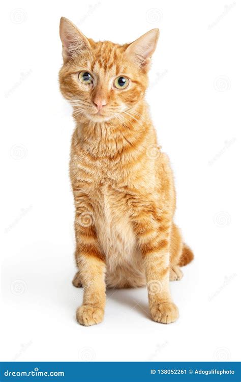 Friendly Orange Cat Sitting Looking at Camera Stock Image - Image of ...