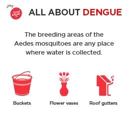 where do dengue mosquitoes breed? - Goodknight