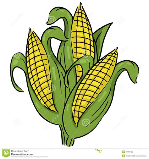 Corn ear clipart 20 free Cliparts | Download images on Clipground 2024