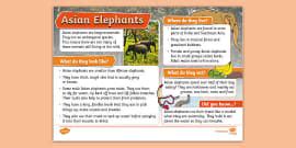 KS1 Komodo Dragon Fact File - Twinkl - KS1