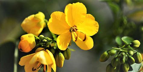 Sennoside || Cassia angustifolia Extract
