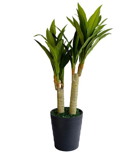 Dracaena fragrans – htohshop