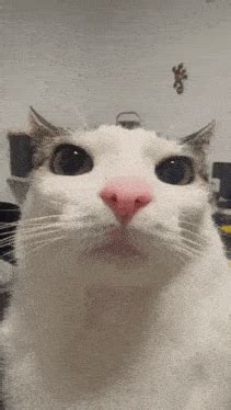 Image result for Cat Coding at Computer