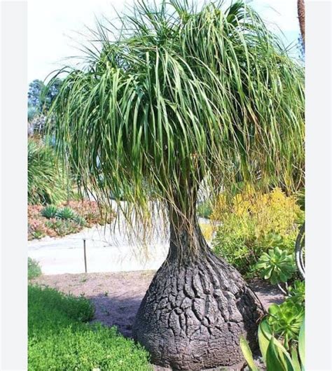 Ponytail Palm Plant Varieties Beaucarnea Recurvata 'Ponytail Palm'