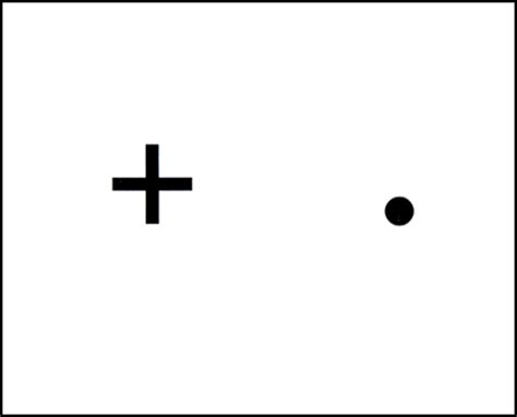 Neuro-Craziness | How Big Is Your Blind Spot? | Alpine Instincts