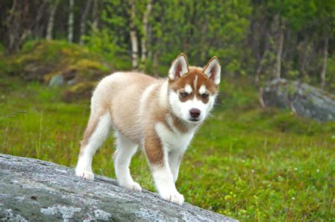 Adorable Red Siberian Husky Puppy