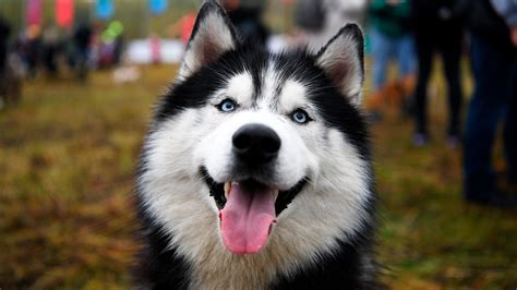 The Siberian husky: 5 facts about the most Russian dog breed (PHOTOS ...