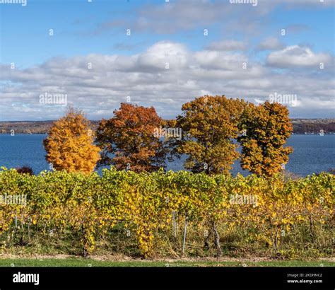 Finger Lakes Vineyard with beautiful Autumn Colors on Cayuga Lake near ...