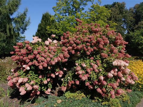 Pee Gee Hydrangea (Hydrangea paniculata 'Grandiflora') – Sejahtera ...