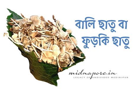 বালি ছাতু বা ফুড়কি ছাতু | Termitomyces clypeatus | बालि चातू