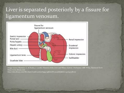 Anatomy of liver | PPTX