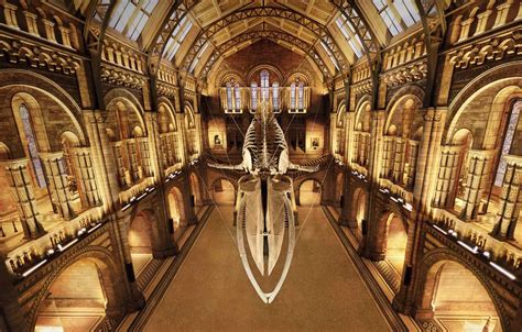 Wallpaper London, Museum of natural history, the skeleton of a whale ...