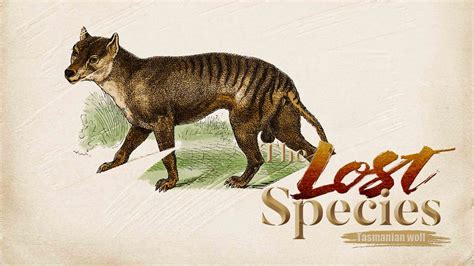 Tasmanian wolf: The extinct marsupial that lived as a scapegoat - CGTN