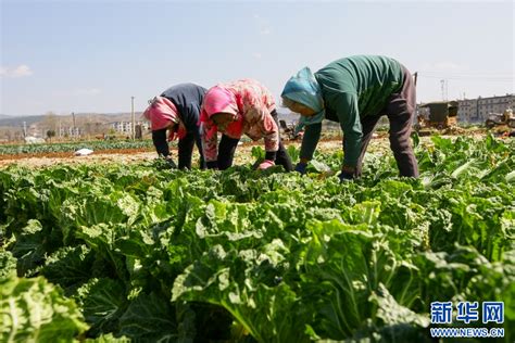 雲南曲靖：發展蔬菜種植産業促農增收_圖片新聞_中國政府網