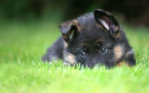 German Shepherd Puppy Wallpapers - Top Free German Shepherd Puppy ...