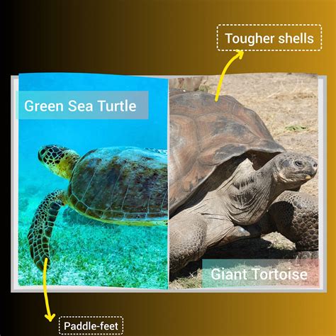Difference Between Turtle And Tortoise Meet The 7 Living Species Of