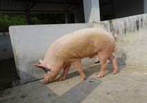 Two New Crossbred Pig Varieties Released by ICAR | ICAR