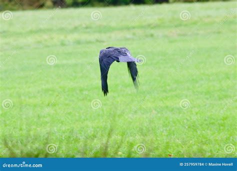 Crow (corvus) Flying Low Over Grassland Stock Photo - Image of plain ...