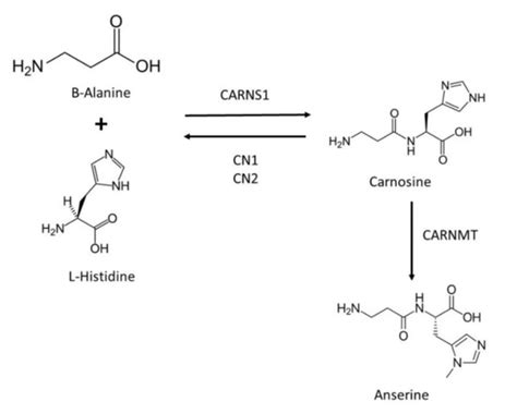 Antioxidant and Neuroprotective Effects of Carnosine: Therapeutic ...