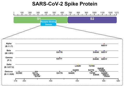 Applications of Molecular Dynamics Simulation in Protein Study