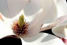 magnolia fiore canny s photos magnolia in fiore magnolia fiore canny s photos magnolia in fiore