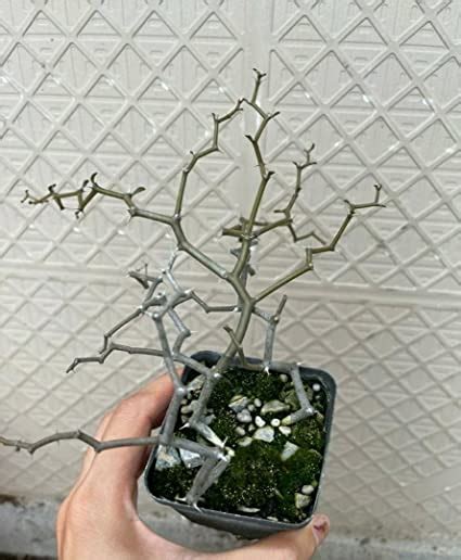 STUDIO SEED live plants outdoor | Decarya madagascariensis Rare plant ...