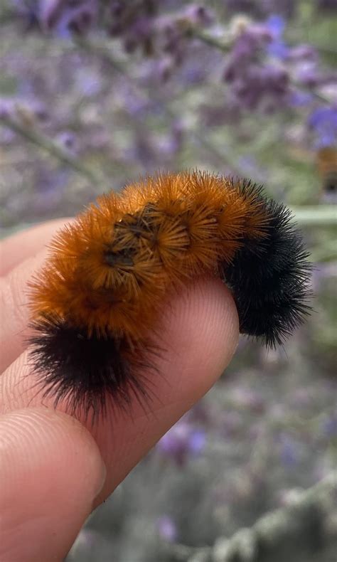 Learn About Woolly Worms - NC's Iconic Fall Festival Mascot