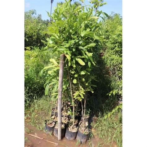 Outdoor Plant - Cycas Circinalis plants Manufacturer from Rajahmundry