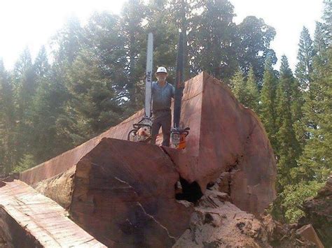 Image result for Felling of World Famous Tree