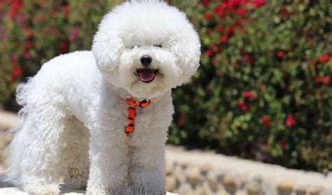 Bichon Frise Complete Breed Guide | Pet Better with Pet Circle