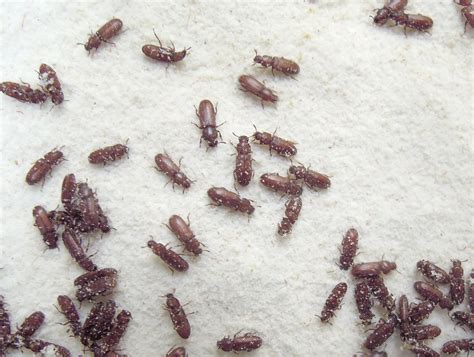 Pantry Pest Identification at Matilda Neil blog