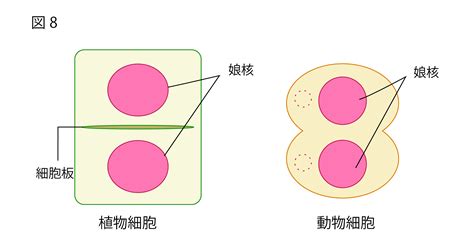 细胞分裂 | Ask A Biologist