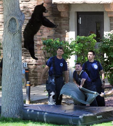 Image result for Bears Falling From Cliffs