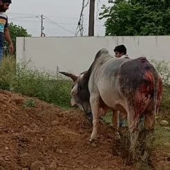 Animal rescue in una(+91 93175-50543) Himachal Pradesh