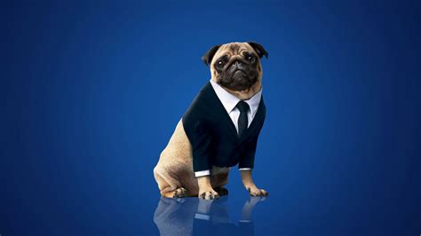 Frank The Pug - 2560x1440 Wallpaper - teahub.io