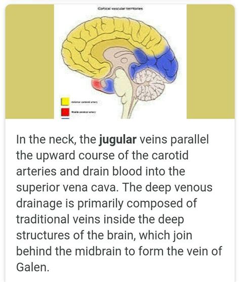 What veins drain blood from the brain? - Brainly.in