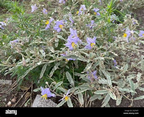 silverleaf nightshade (Solanum elaeagnifolium Stock Photo - Alamy