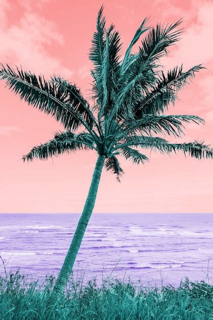 Pagina 14 | Natuur palmen Afbeeldingen - Gratis downloaden op Freepik