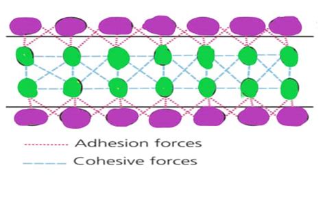 Adhesion and Cohesion Difference - Definitions, Relationship, FAQs