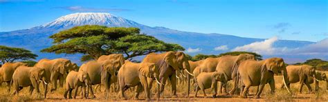 Big Five Scheduled Tour to Kenya for 06 Nights & 07 Days - Lapwing ...