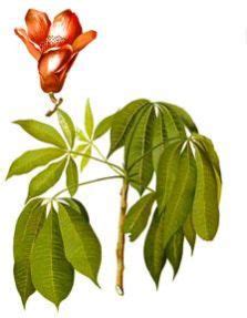 Simolu Plant Manufacturer,Wholesale Simolu Plant Supplier from Hojai India