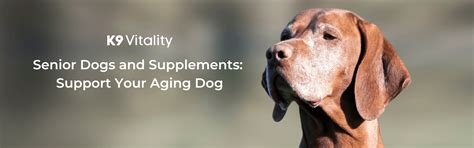 Senior Dogs and Supplements – K9 Vitality