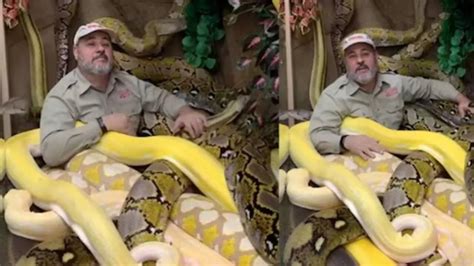 Man Chills With Dozens of Giant Pythons, Viral Video Leaves Netizens ...