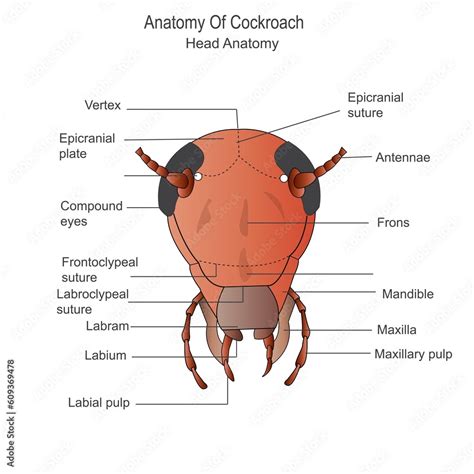 How to Dissect a Cockroach 的图像结果