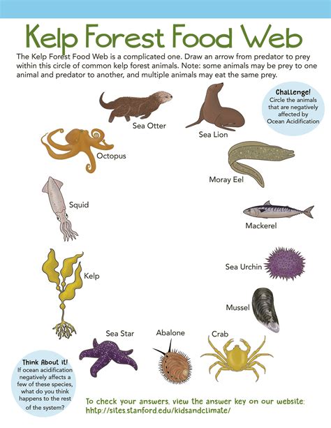 Kelp Forest Ecosystem Diagram