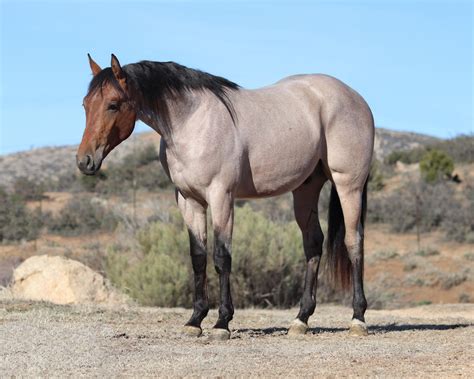 Bay Roan Quarter Horse Gelding