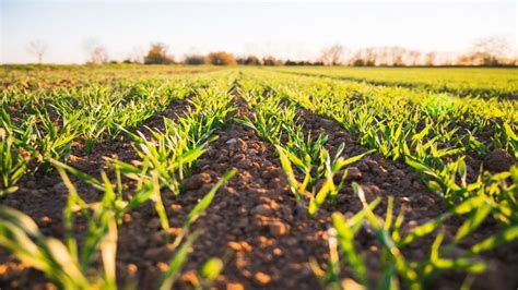 Soil check: How much water does your soil contain? | Research Matters